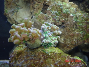 frogspawn puke