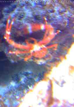 My mystery crab...