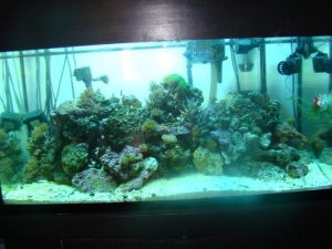 the beloved 90g