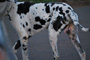 dogavatar