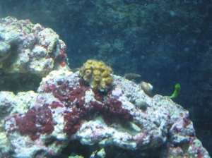 un-ID coral