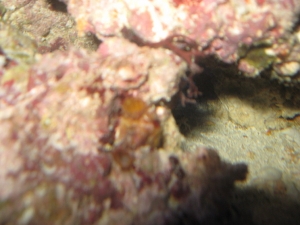 2 sponges