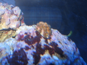 coral ??