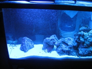 Left side