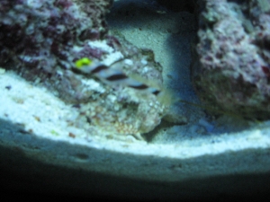 Pistol shrimp and black ray goby