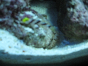 The goby & shrimp again