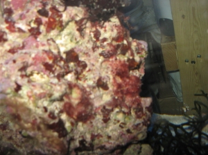 Red algae on rock, is this ok? some looks like corraline, some looks kinda hairy.