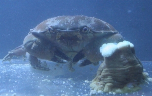 Bad crab