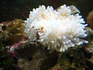 Aquarium 74 gal