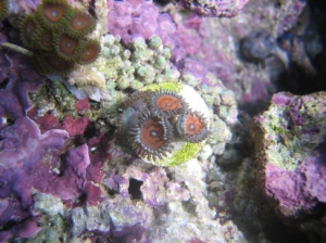 armorZoa1