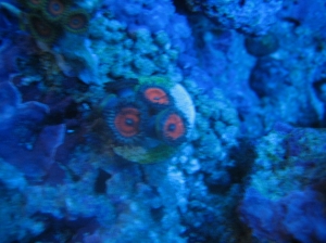 armorZoa2