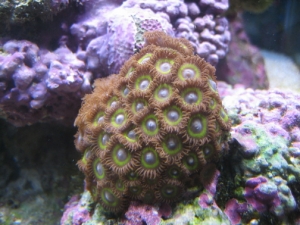 bigZoa1