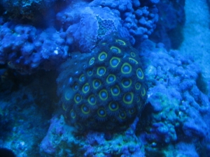 bigZoa2