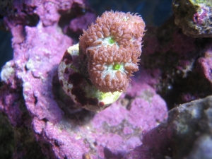 blastoMerletti1