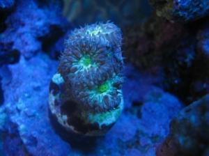 blastoMerletti2