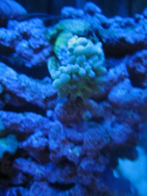 duncan2