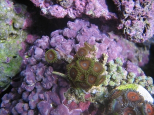 eagleZoa1