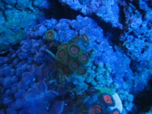eagleZoa2