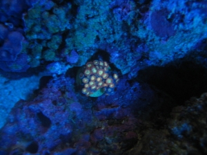 magesticZoa2