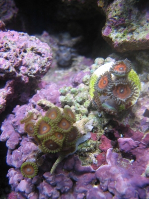 newZoas1