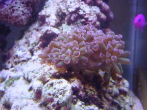 09/14/09
Hammer coral