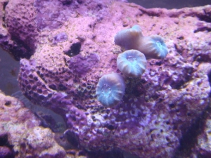 09/14/09
candy cane coral