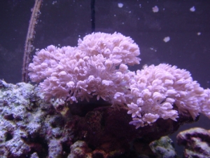 09/14/09
pink xenia