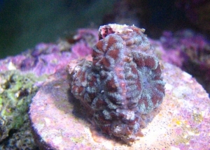 acanLord2