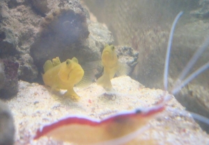 Gobies