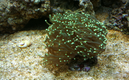 My torch coral - acclimating to the halide lights on the substrate.