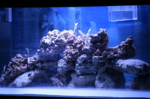 tankbuild aquascape