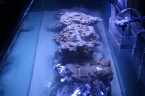 tankbuild aquascape1