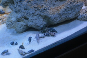 tankbuild cuc