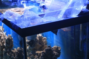 tankbuild cuc1