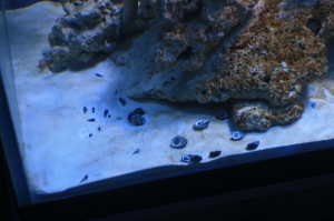 tankbuild cuc2