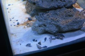 tankbuild cuc4