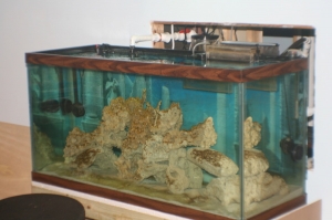 tankbuild diatoms