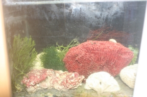 tankbuild refugium1
