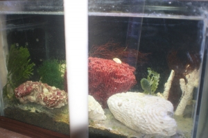 tankbuild refugium2