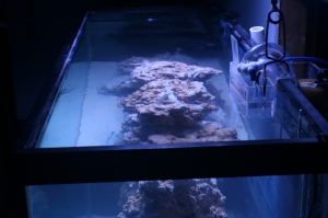 tankbuild rock2