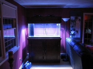 The tank with the lights on for the first time!

(notice no light leaks!) I love it.