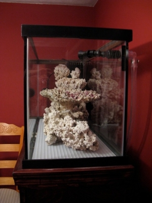 Tank from the side with no sand. Very free-flowing structure, pieces epoxied together to allow plenty of swim space and good spots to put corals.