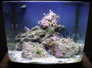 when i first got the biocube 14 off of craigslist