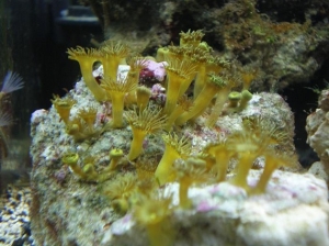 Yellow Polyps
