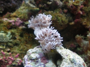 Pulsing? Xenia, i think. It looked good for about a day when i put it in my tank. Ever since then its been kinda shy, dont really get it?
