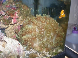 my green flowerpot that did very well until i put in a pair of black clowns. Now it is kinda smothered by them, so i think i might move it to my other tank i just started as soon as its ready. I really love this coral and if it can stand the clowns brushi