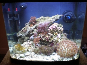this is a pic after i thoroughly cleaned the green algae off everything in the tank and dosing it with phoslock