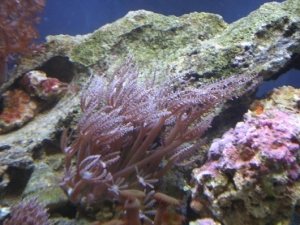 my Xenia