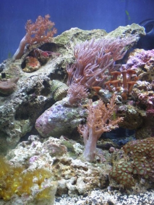 nice shot of my reef