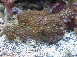 my purple camo zoanthid colony